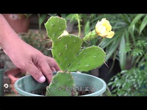 仙人掌開花風水|仙人掌開花風水：開啟幸福與繁榮的綠色之鑰 – 植物盆栽綠寶典